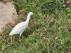 Bubulcus ibis