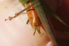 Conocephalus saltator