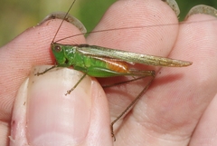 Conocephalus saltator