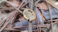 Phylloporia amplectens