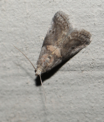 Acrobasis palliolella