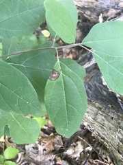 Stigmella rhamnicola