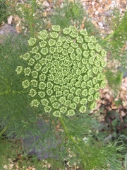 Visnaga daucoides