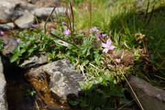 Epilobium alsinifolium