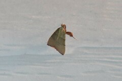 Basacallis tarachodes