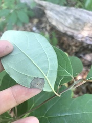 Stigmella rhamnicola