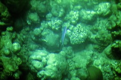 Labroides dimidiatus