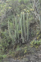 Isolatocereus dumortieri