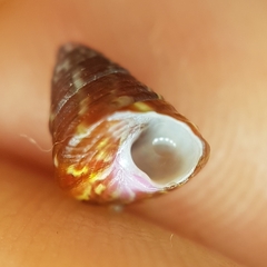 Jujubinus pseudogravinae