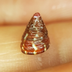 Jujubinus pseudogravinae