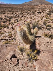 Oreocereus leucotrichus