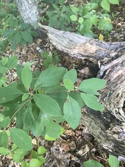 Stigmella rhamnicola