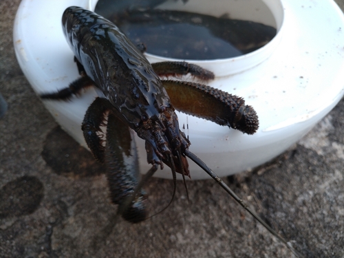 Blue Wood Shrimp