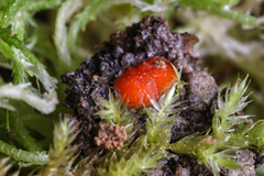 Scutellinia minor
