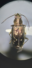 Bembidion inaequale