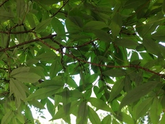 Acer mandshuricum