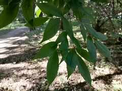 Acer mandshuricum