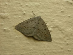 Taxeotis reserata