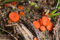 Scutellinia pseudotrechispora