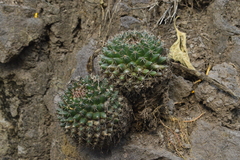 Mammillaria scrippsiana