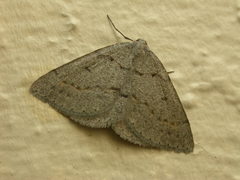 Taxeotis reserata