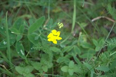 Sibbaldianthe bifurca