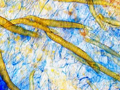 Scutellinia pseudotrechispora
