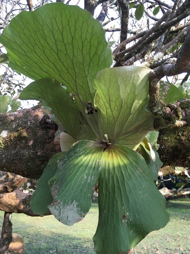 Platycerium elephantotis image