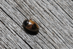 Cercyon unipunctatus