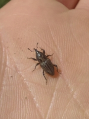 Sphenophorus zeae