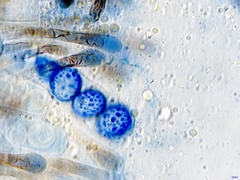 Scutellinia minor