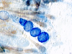 Scutellinia minor
