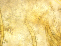 Scutellinia minor