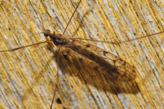 Rhipidia maculata