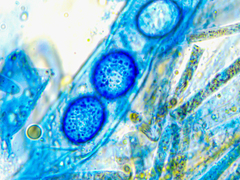 Scutellinia minor