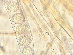 Scutellinia minor