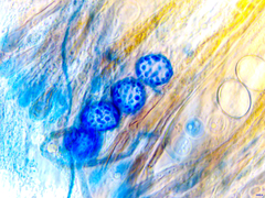 Scutellinia minor