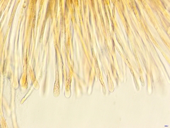 Scutellinia minor