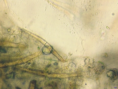 Scutellinia minor