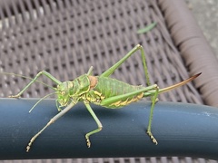 Steropleurus pseudolus