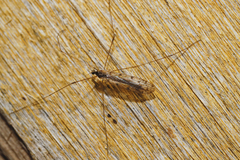 Rhipidia maculata