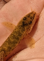 Barbatula barbatula