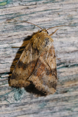 Heliothis adaucta