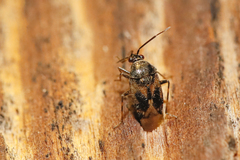 Deraeocoris serenus