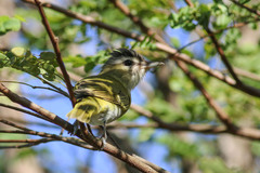 Vireo chivi diversus