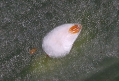 Pseudaulacaspis cockerelli