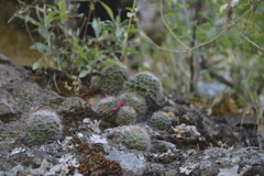 Mammillaria gilensis
