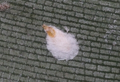 Pseudaulacaspis cockerelli