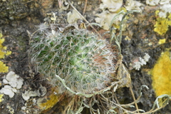 Mammillaria gilensis
