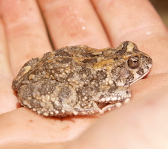 Sclerophrys pusilla